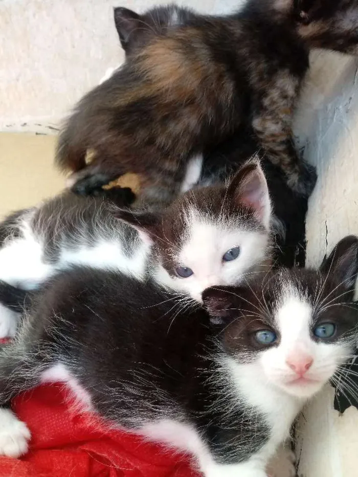 Gato raça Vira lata idade 2 a 6 meses nome Sem nome