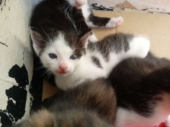Gato raça Vira lata idade 2 a 6 meses nome Sem nome