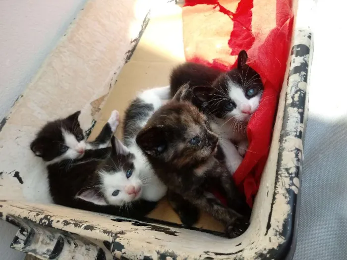 Gato raça Vira lata idade 2 a 6 meses nome Sem nome