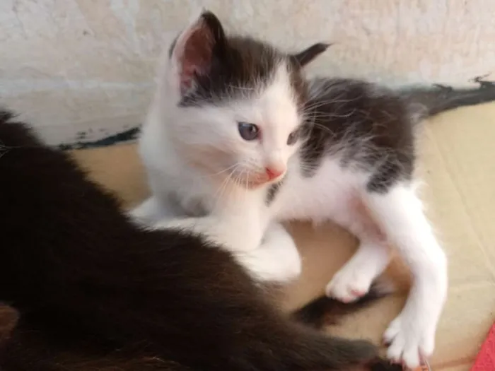 Gato raça Vira lata idade 2 a 6 meses nome Sem nome