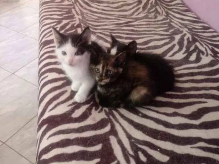 Gato raça Vira lata idade 2 a 6 meses nome Sem nome