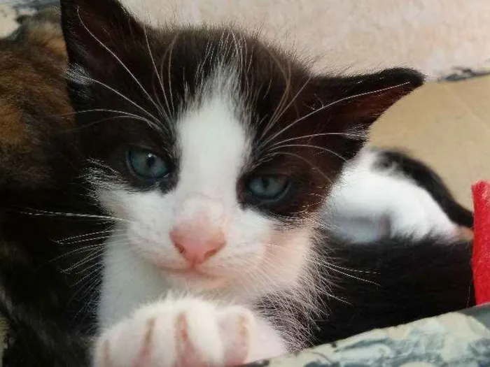 Gato raça Vira lata idade 2 a 6 meses nome Sem nome