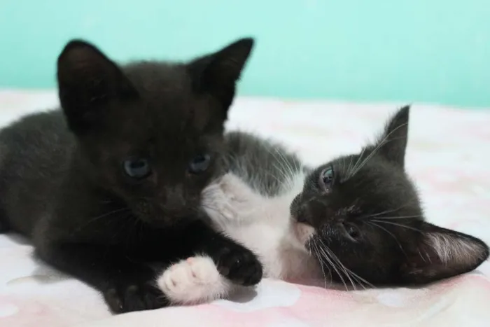 Gato raça vira lata idade Abaixo de 2 meses nome A escolher