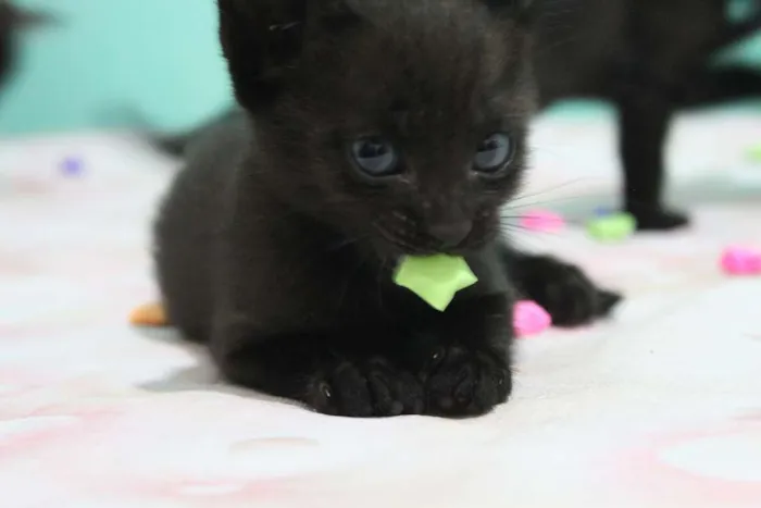 Gato raça vira lata idade Abaixo de 2 meses nome A escolher