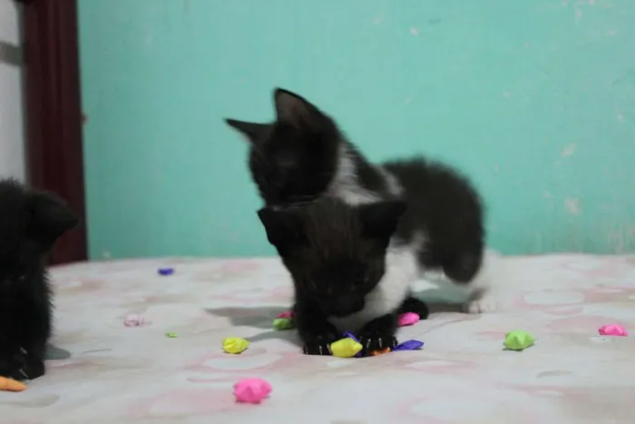 Gato raça vira lata idade Abaixo de 2 meses nome A escolher