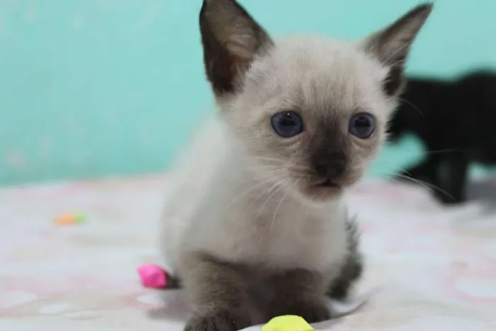 Gato raça vira lata idade Abaixo de 2 meses nome A escolher