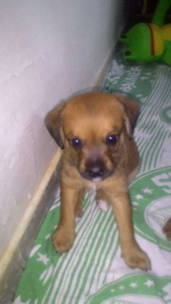 Cachorro ra a Srd idade Abaixo de 2 meses nome ATENA