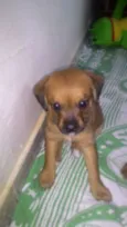 ATENA