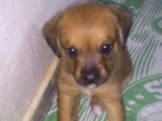 Cachorro ra a Srd idade Abaixo de 2 meses nome ATENA