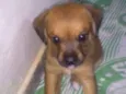 ATENA