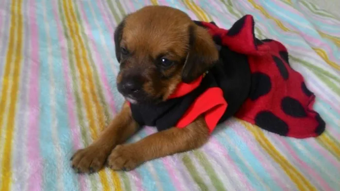 Cachorro ra a Srd idade Abaixo de 2 meses nome ATENA