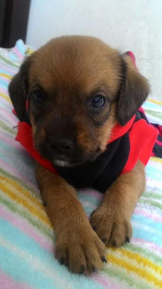 Cachorro ra a Srd idade Abaixo de 2 meses nome ATENA