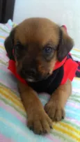 ATENA