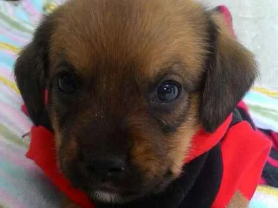 Cachorro ra a Srd idade Abaixo de 2 meses nome ATENA