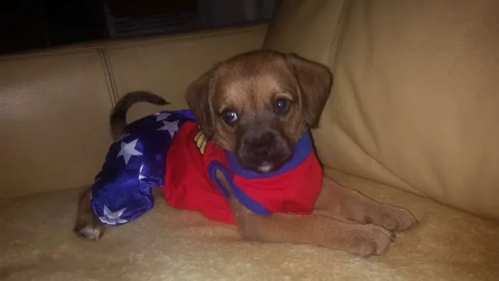 Cachorro ra a Srd idade Abaixo de 2 meses nome ATENA