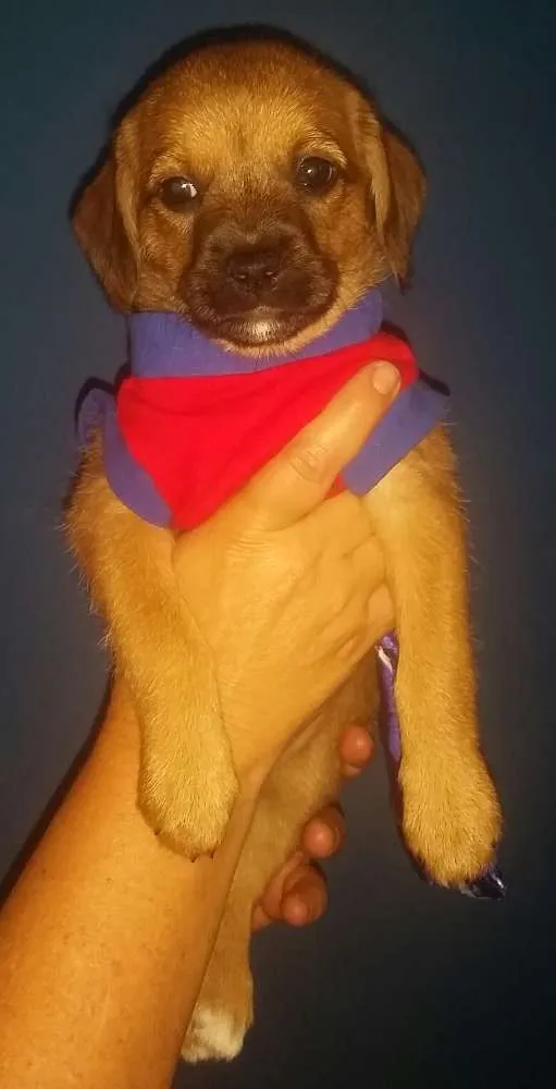 Cachorro ra a Srd idade Abaixo de 2 meses nome ATENA