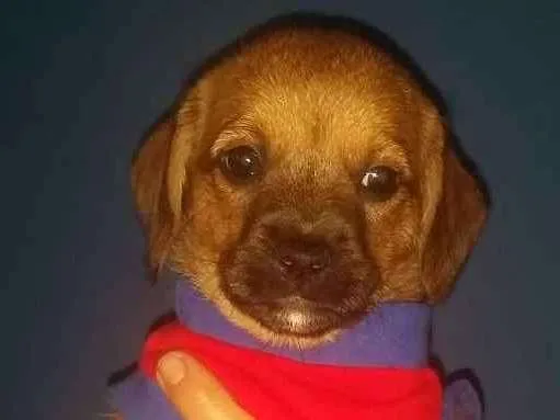 Cachorro ra a Srd idade Abaixo de 2 meses nome ATENA