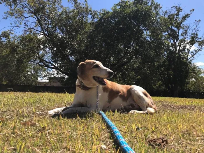 Cachorro ra a SRD idade 6 ou mais anos nome Matteo