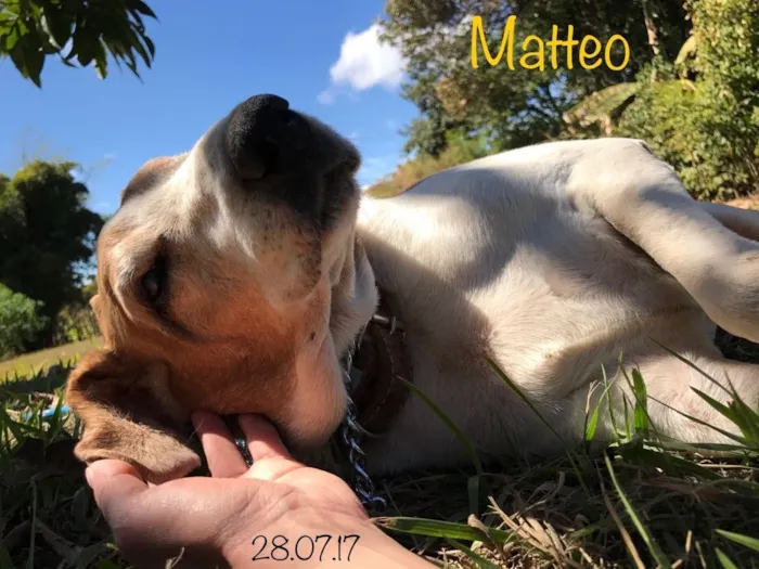 Cachorro ra a SRD idade 6 ou mais anos nome Matteo