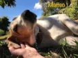 Matteo