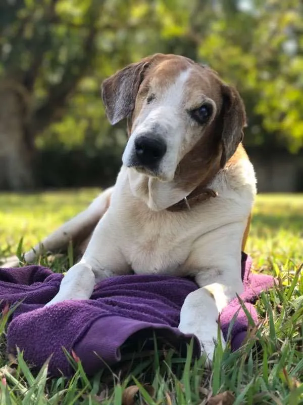 Cachorro ra a SRD idade 6 ou mais anos nome Matteo