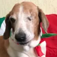 Matteo