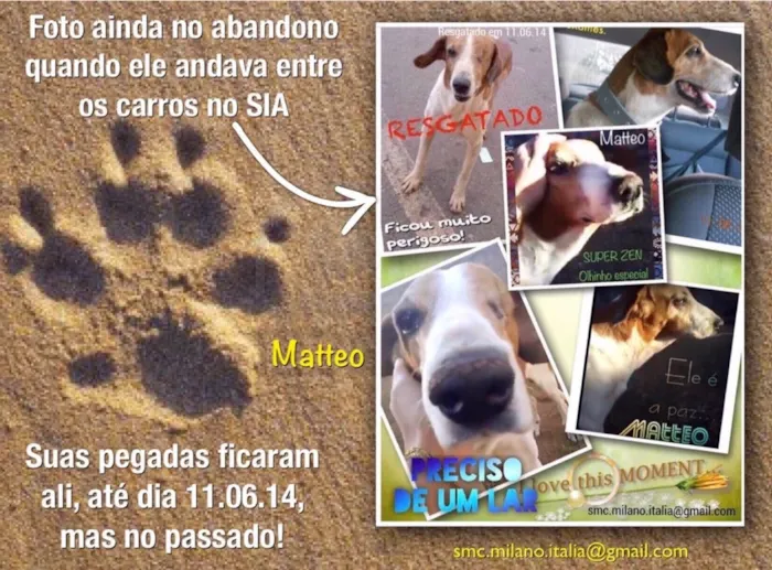 Cachorro ra a SRD idade 6 ou mais anos nome Matteo