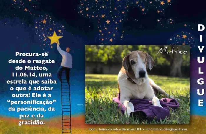 Cachorro ra a SRD idade 6 ou mais anos nome Matteo