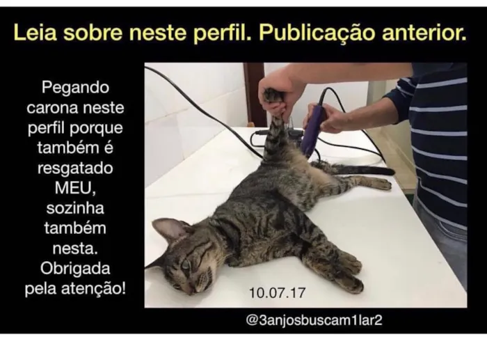 Gato ra a SRD idade 2 anos nome Félix.