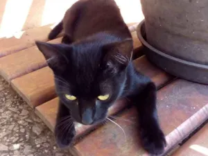 Gato raça  idade 2 a 6 meses nome SN