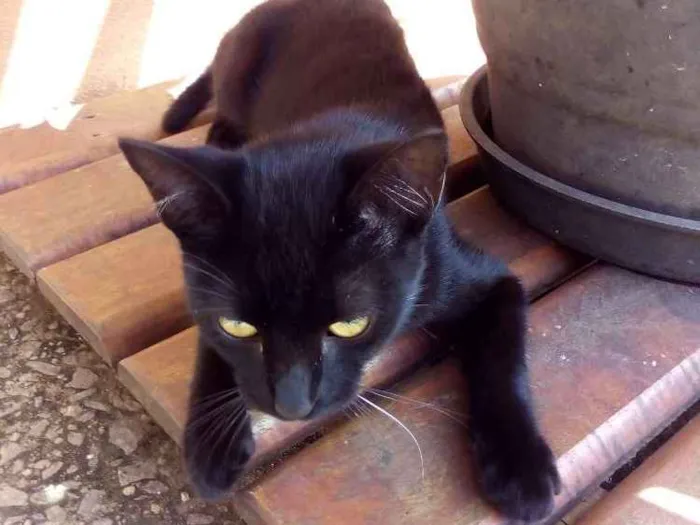 Gato ra a  idade 2 a 6 meses nome SN