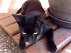 Gato raça  idade 2 a 6 meses nome SN