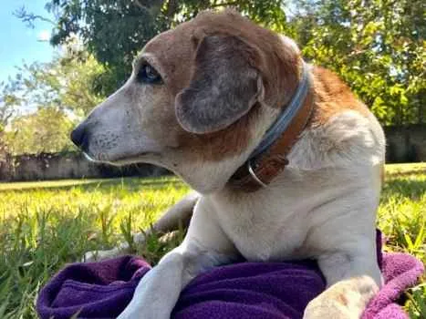 Cachorro ra a SRD idade 6 ou mais anos nome Matteo