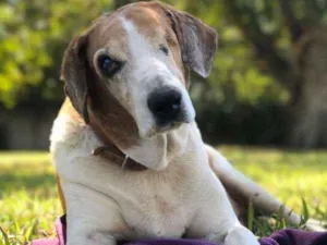 Cachorro raça SRD idade 6 ou mais anos nome Matteo