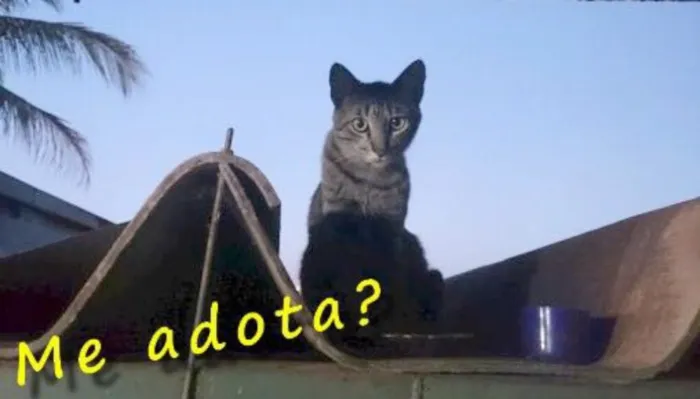 Gato ra a SRD idade 2 anos nome Félix.