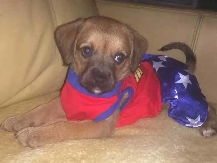 Cachorro ra a Srd idade Abaixo de 2 meses nome ATENA
