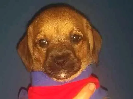 Cachorro ra a Srd idade Abaixo de 2 meses nome ATENA