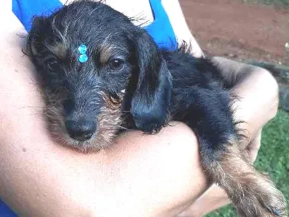 Cachorro raça Viralatinha idade 2 a 6 meses nome Benjamin 