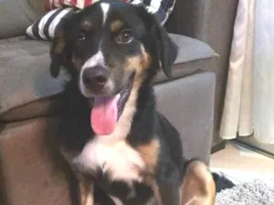 Cachorro raça Não identificado idade 2 a 6 meses nome Sem nome