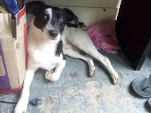 Cachorro raça Srd idade 4 anos nome Snoopy