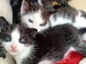 Gato raça Vira lata idade 2 a 6 meses nome Sem nome