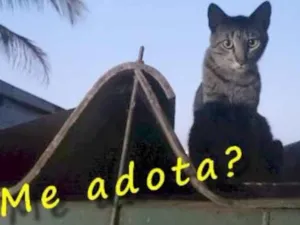 Gato raça SRD idade 2 anos nome Félix.
