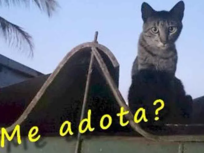Gato ra a SRD idade 2 anos nome Félix.