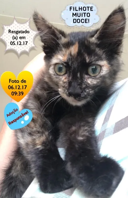 Gato ra a SRD (Escaminha) idade 2 a 6 meses nome Bebezinha