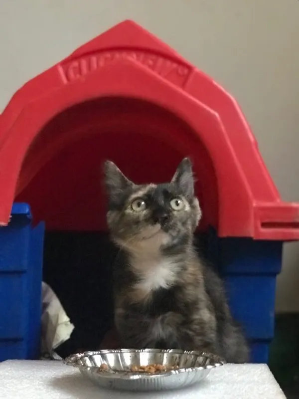 Gato ra a SRD (Escaminha) idade 2 a 6 meses nome Bebezinha