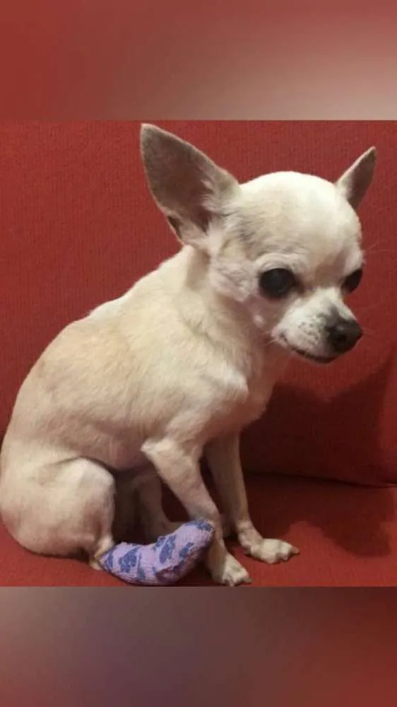 Cachorro ra a Chihuahua idade 6 ou mais anos nome Missy