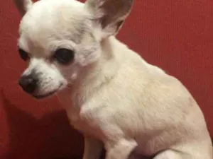 Cachorro raça Chihuahua idade 6 ou mais anos nome Missy