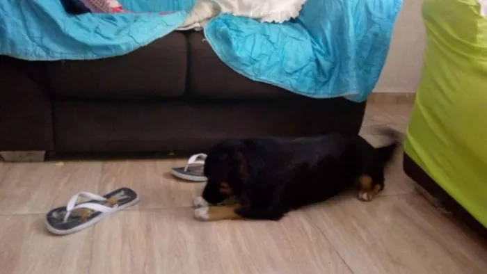 Cachorro ra a Vira-lata idade 1 ano nome Ravi