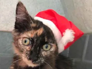 Gato raça SRD (Escaminha) idade 2 a 6 meses nome Bebezinha