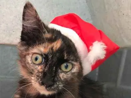 Gato ra a SRD (Escaminha) idade 2 a 6 meses nome Bebezinha